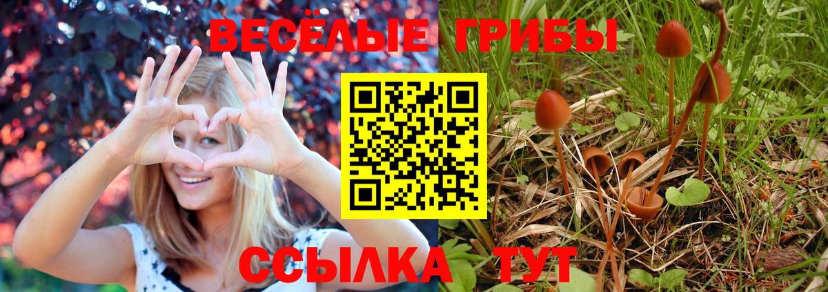 Псилоцибиновые грибы GOLDEN TEACHER  купить закладку  Камень-на-Оби  Вход с VPN 
